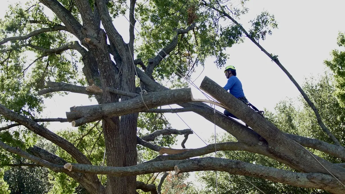 Professional Crown Thinning performed by certified arborists in Merrick